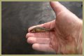 How long will minnows stay alive?